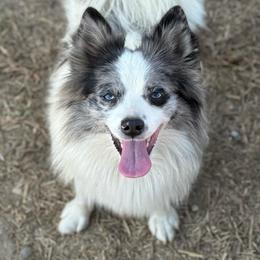 Prada - Blue merle female Pomeranian puppy in Willow Spring, North Carolina from GTBBF Pomeranians