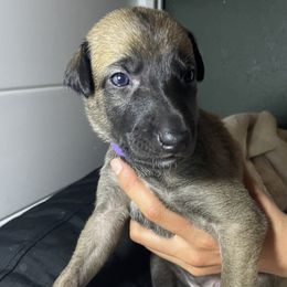 Greyhound Puppies from Angela Holtzen