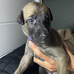 Greyhound Puppies from Angela Holtzen