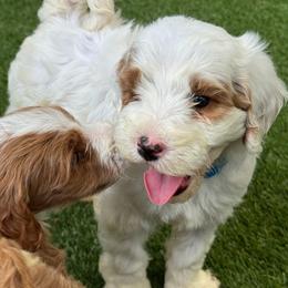 Forrest - Blue - Parti male Goldendoodle puppy in Ruthorfordton, North Carolina from Duncan Doodles Goldendoodles