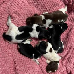 Boone - Liver roan male German Shorthaired Pointer puppy in Axton, Virginia from Red Clay Kennels