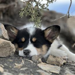 American Corgis and Pembroke Welsh Corgis from Grand Mesa Corgis