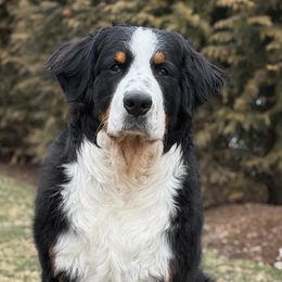 Bernese Mountain Dogs from Beautifully Bernese