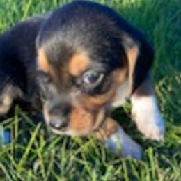 Beagles from Happy Beagles Pups