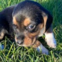 Beagles from Happy Beagles Pups