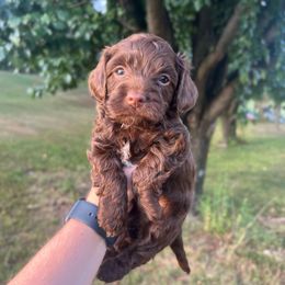 Chip - Brown and white male Cockapoo puppy in Albany, Kentucky from Windy Pines Farm