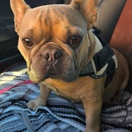 Sophie - French Bulldog