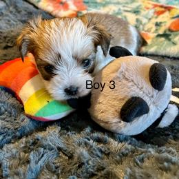 Boy 3 - Black & tan tri-color male Morkie puppy in Ocala, Florida from Hummingbird Fields