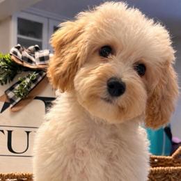 Milo - Purple - male Cavapoochon puppy in Fairmont, West Virginia from Robin Nelson