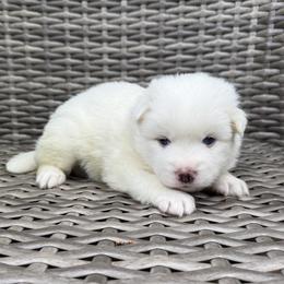 Hamlet - White male Pomsky puppy in Winchendon, Massachusetts from Mountain View Pomskies