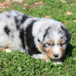 Toby - Blue merle male Australian Shepherd puppy in Kansas, Oklahoma from Windy G Farm