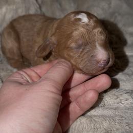Clara - Red female Cavapoo puppy in Redding, California from Lipscomb Doodles