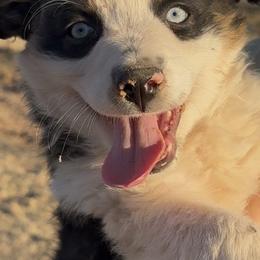 Boy 1 - Black tri male Miniature Australian Shepherd puppy in Amarillo, Texas from Duclops Ranch Aussies