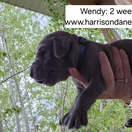 Great Dane Puppies from Harrison Danes