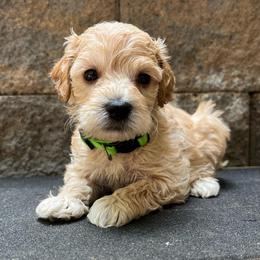 Obi Wan - Apricot male Schnoodle puppy in Fredericksburg, Virginia from Growing Puppies