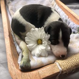 Eret - White and black male Whippet puppy in London, Kentucky from Tigger’s Whippets