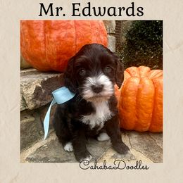 Mr Edwards - Chocolate male Australian Labradoodle puppy in Trussville, Alabama from Cahaba Doodles