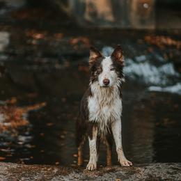 Cain - Border Collie