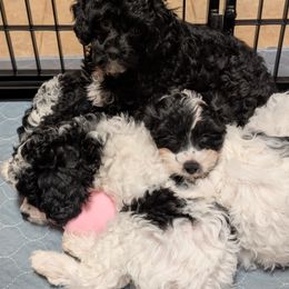 Cavapoo puppies from Robin's Nest Farm
