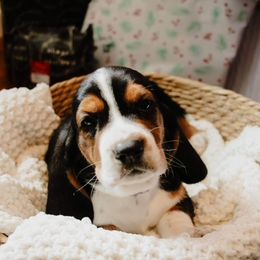 Basset Hound and Labrador Retriever Puppies from Porter Kennels