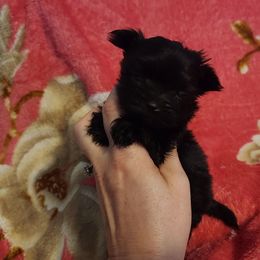 Tiny Little Ms Tinkerbell - Black and tan female Yorkshire Terrier puppy in Dallas, North Carolina from Mandy's Miracles