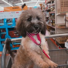 Tally Teal - Wheaten female Whoodle puppy in Youngstown, Florida from Wonderland’s Boujie Kennels