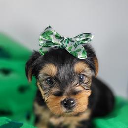 Pink collar girl - Black and tan female Yorkshire Terrier puppy in Jacksonville, Florida from Yorkieology