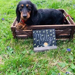 Molly - Dachshund
