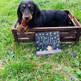 Molly - Dachshund