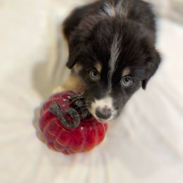 Australian Shepherd Puppies from Discovery Hill Australian Shepherds