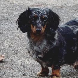 Dachshunds and Pomeranians from Thea's Puppies