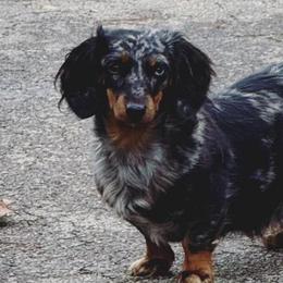 Dachshunds and Pomeranians from Thea's Puppies