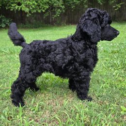 Silvester - Blue male Poodle puppy in Cumming, Georgia from Wagnarok Poodles