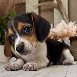 Boy 2 - Blue tan and white male Beagle puppy in West Plains, Missouri from Suncreek Puppies