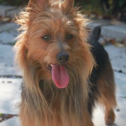 Sadie - Australian Terrier