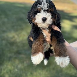 Bernedoodle Puppies from Down Home Doodle