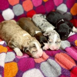 Aussiedoodle, Bordoodle, Chesapeake Bay Retriever, and English Cocker Spaniel Puppies from BFP Plantation