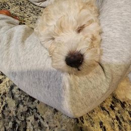 Goldendoodle Puppies from Pacific Goldendoodle, LLC