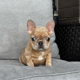Blue Fawn Girl (Joules x Meeko) - Blue fawn female French Bulldog puppy in Gulf Breeze, Florida from SW Frenchies
