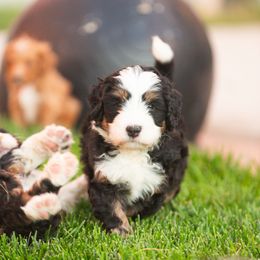 Bernedoodle and Goldendoodle Puppies from Sunnydoodle Utah
