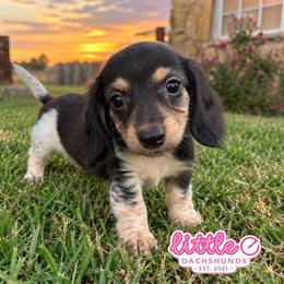 Maple - Piebald female Dachshund puppy in Hawley, Texas from Little e Dachshunds