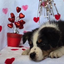 Atalanta - Black tri-color female Australian Shepherd puppy in Smithfield, Utah from Invictus Farms