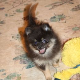 Arnie - Black and tan male Pomeranian puppy in Danielsville, Georgia from PassionatePomPoms