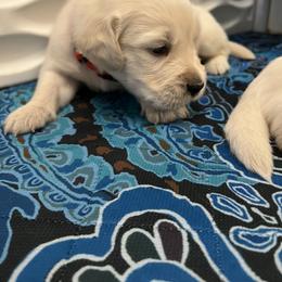 Red Collar - Light golden male Golden Retriever puppy in Ingleside, Texas from Sweetbay Goldens