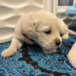Red Collar - Light golden male Golden Retriever puppy in Ingleside, Texas from Sweetbay Goldens