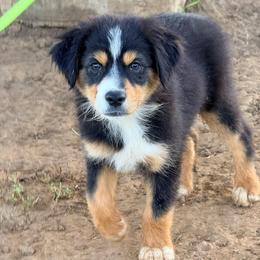 Rain - Black tri-color male Australian Shepherd puppy in Mineral Wells, Texas from A6 Australian Shepards