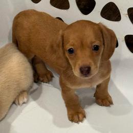 Ana - Dapple female Dachshund puppy in Pontotoc, Mississippi from Toddy Kennels