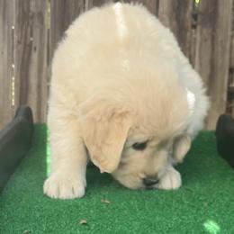 Miss Pink - Golden female Golden Retriever puppy in Carmichael, California from Sadie Lane Family Goldens