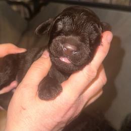 Chewbacca(Chewie) - Brown male Poodle puppy in Prosperity, Pennsylvania from Stelladoodles & Company