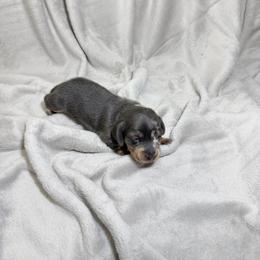 Cash - Gray (blue) male Dachshund puppy in El Mirage, Arizona from Topstar Doxies